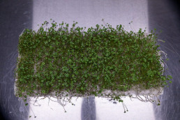 Day 12 - Broccoli calabrese microgreens on reusable microgreen fine mesh. No tray