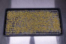 Day 3 - Broccoli Calabrese seeds germinating on reusable microgreen fine mesh