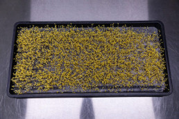 Day 4 - Broccoli Calabrese seeds germinating on reusable microgreen fine mesh