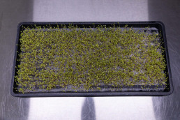 Day 5 - Broccoli Calabrese seedlings on reusable microgreen fine mesh