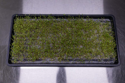 Day 6 - Broccoli Calabrese microgreens on reusable microgreen fine mesh