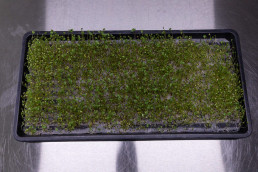 Day 7 - Broccoli Calabrese microgreens on reusable microgreen fine mesh