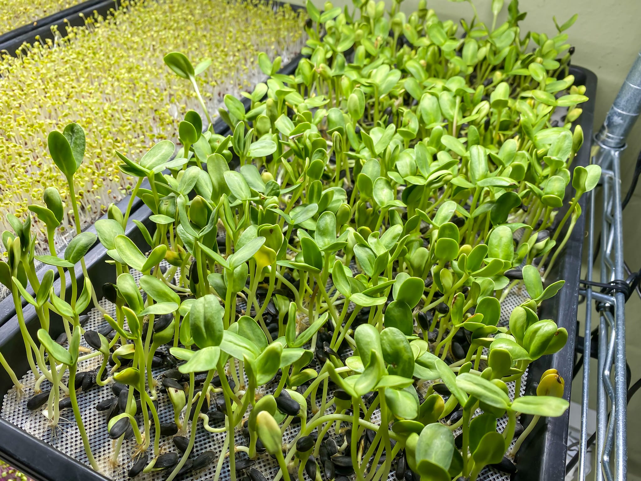 Sunflower microgreens on a coarse mesh