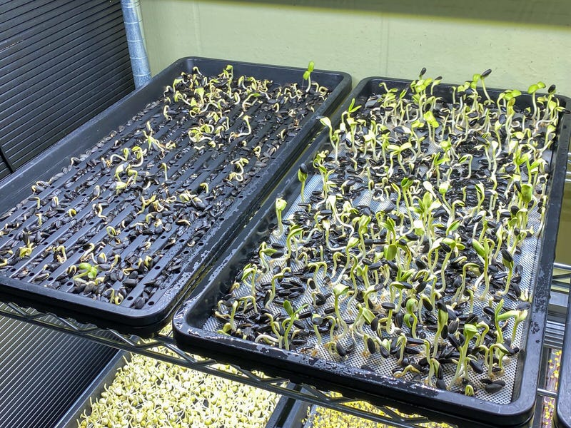Sunflower microgreens experiments. Left: No medium. Right: Coarse mesh